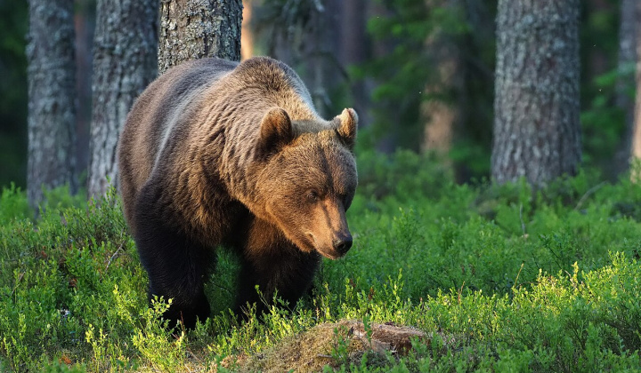 Fotka - nový článok
